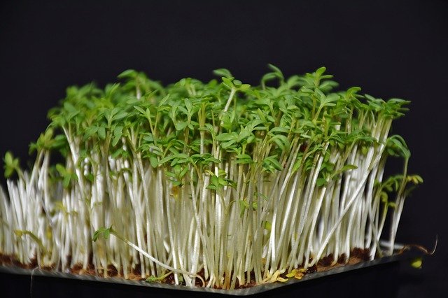garden-cress-3311846 640
