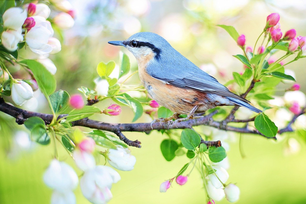 spring-bird-2295431 1280